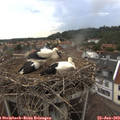 16_50-nest.jpg