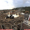 16_55-nest.jpg