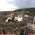 17_00-nest.jpg