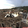 17_05-nest.jpg