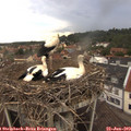 17_10-nest.jpg