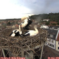17_15-nest.jpg