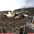 17_20-nest.jpg