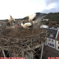 17_25-nest.jpg
