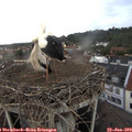 17_30-nest.jpg