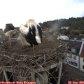 17_35-nest.jpg