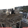 17_40-nest.jpg
