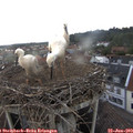 17_45-nest.jpg