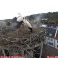 17_50-nest.jpg