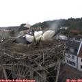 17_55-nest.jpg