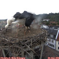 18_00-nest.jpg
