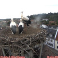 18_05-nest.jpg
