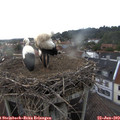 18_10-nest.jpg