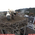 18_15-nest.jpg