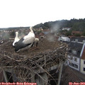 18_20-nest.jpg