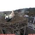 18_25-nest.jpg