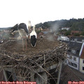 18_30-nest.jpg