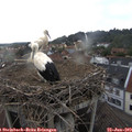 18_35-nest.jpg