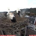 18_40-nest.jpg