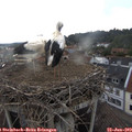 18_45-nest.jpg