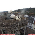 18_50-nest.jpg