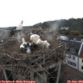 18_55-nest.jpg