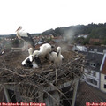 19_00-nest.jpg