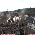 19_05-nest.jpg