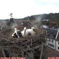 19_10-nest.jpg
