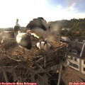 19_15-nest.jpg