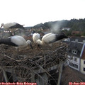 19_20-nest.jpg