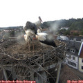 19_25-nest.jpg