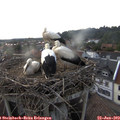 19_30-nest.jpg