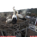 19_35-nest.jpg
