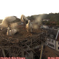 19_40-nest.jpg