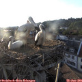 19_50-nest.jpg