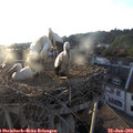 19_55-nest.jpg