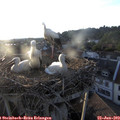 20_00-nest.jpg