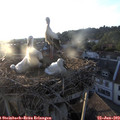 20_05-nest.jpg