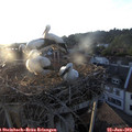 20_10-nest.jpg