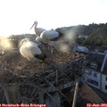 20_15-nest.jpg