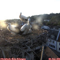 20_20-nest.jpg