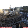 20_25-nest.jpg