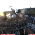 20_30-nest.jpg