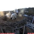 20_35-nest.jpg