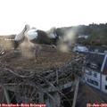 20_40-nest.jpg