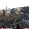 20_45-nest.jpg