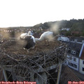 20_50-nest.jpg
