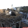 20_55-nest.jpg