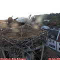 21_00-nest.jpg